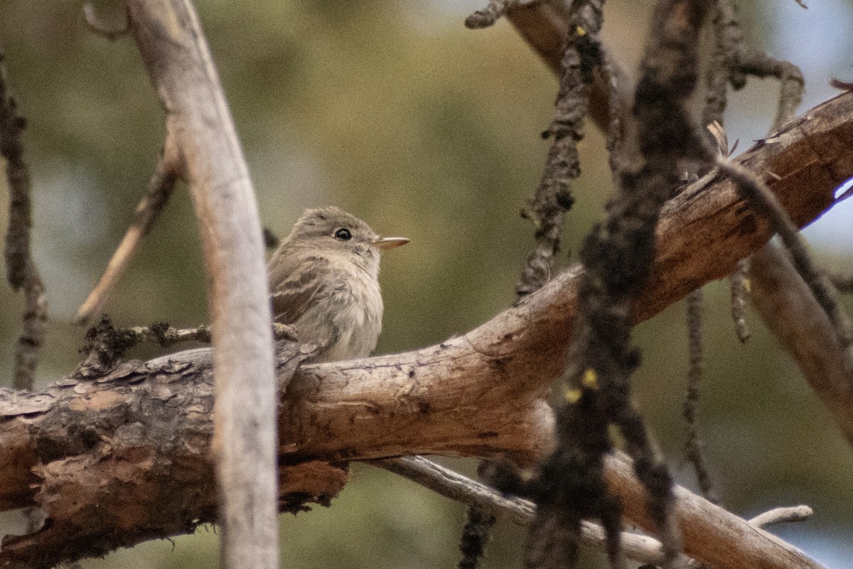 Gray Flycatcher - ML621981770