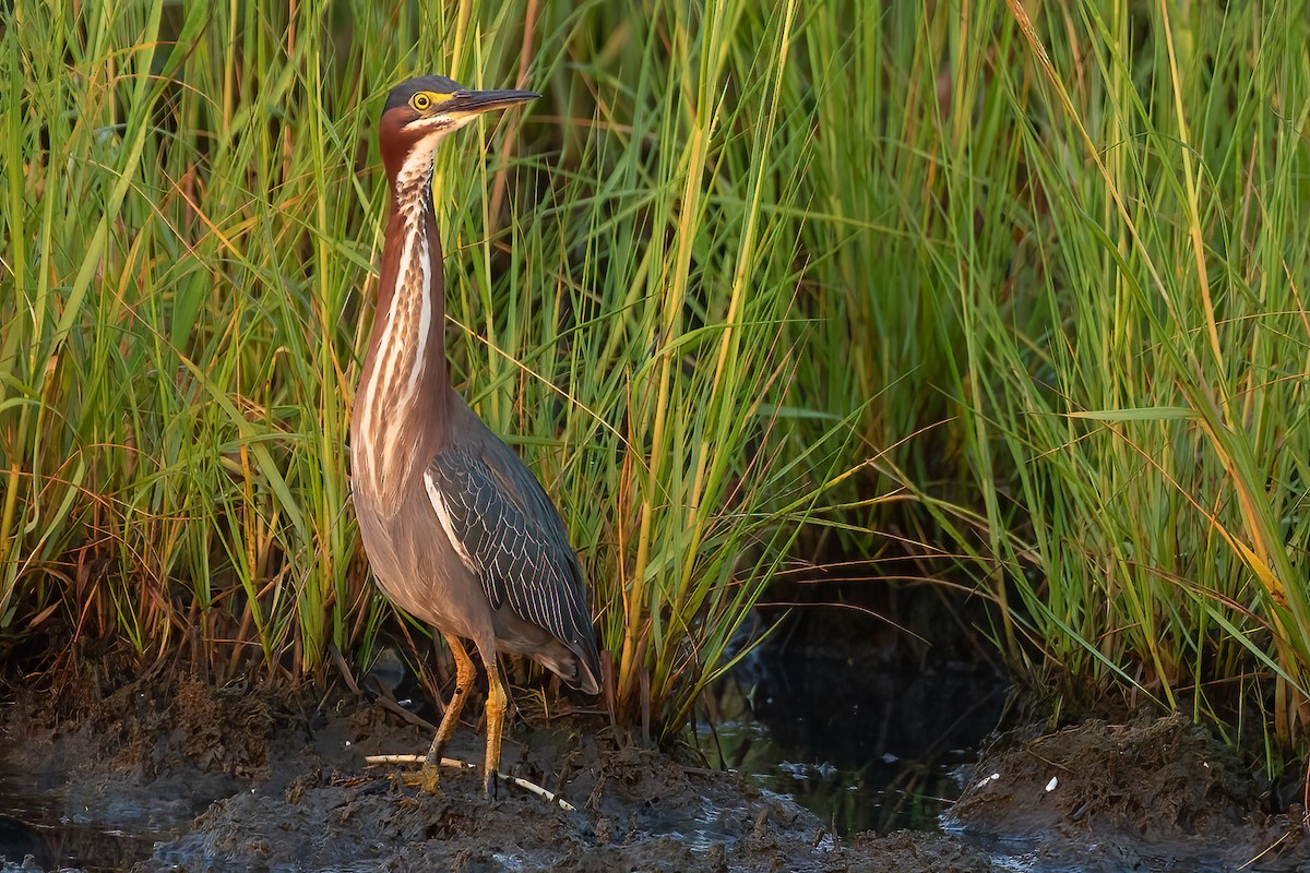 Green Heron - ML621981806