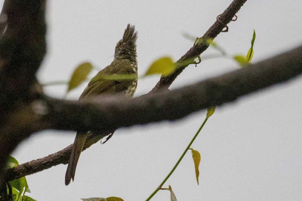 Striated Bulbul - ML621981809