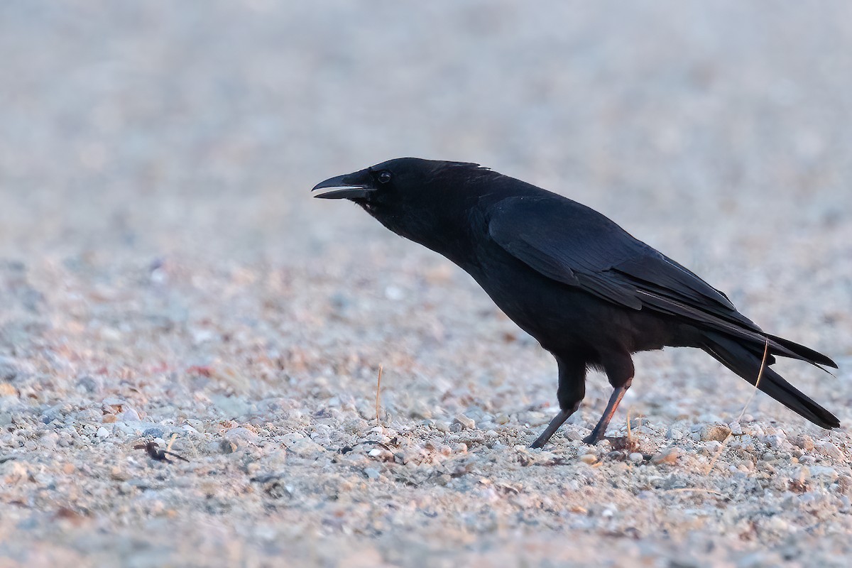 American Crow - ML621981812