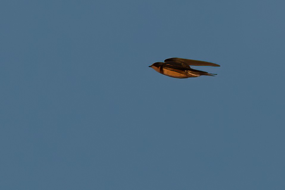 Barn Swallow - ML621981823