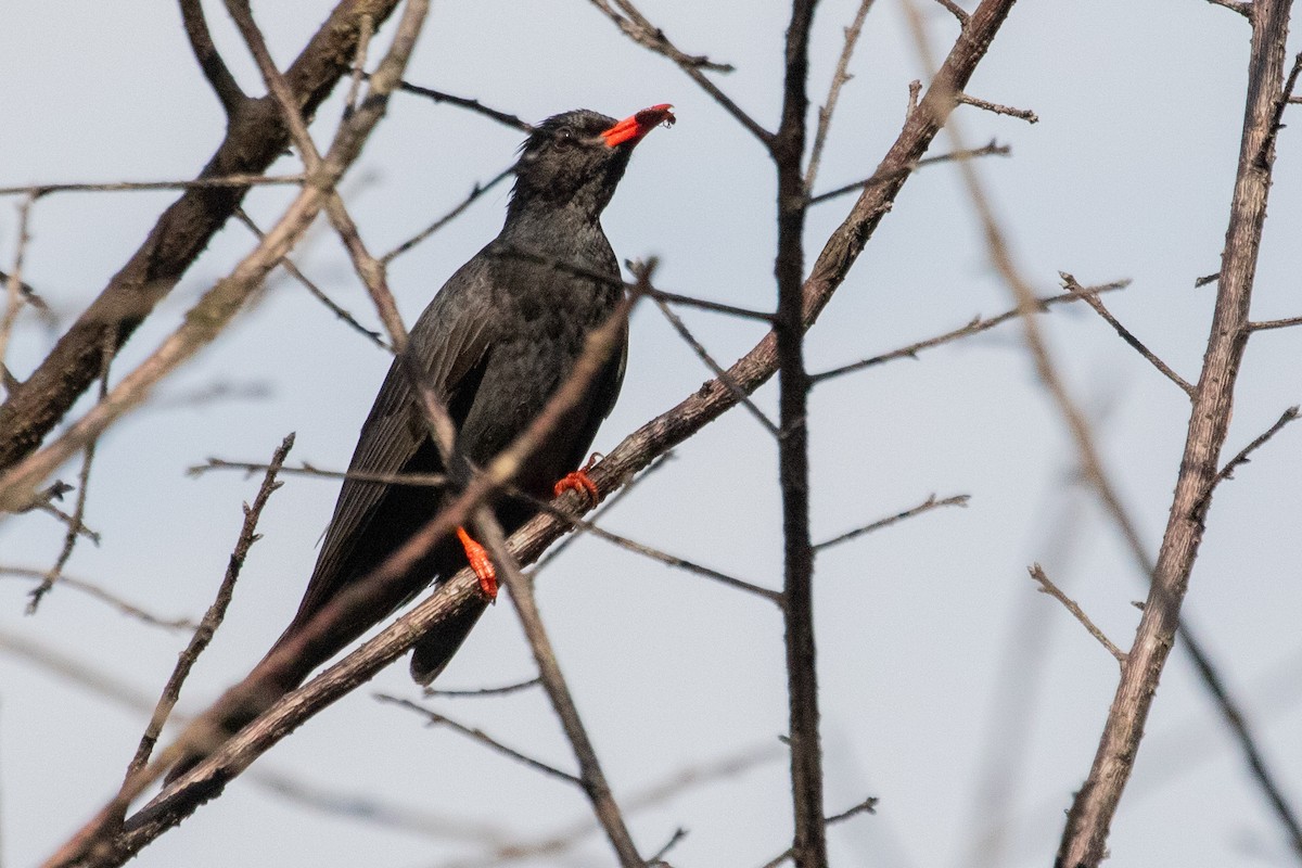 Black Bulbul (Black) - ML621981852