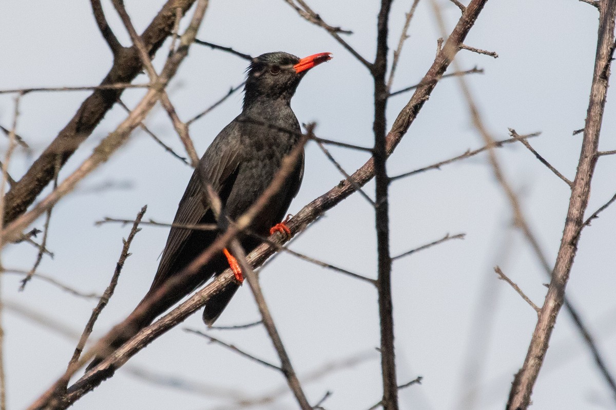 Black Bulbul (Black) - ML621981854