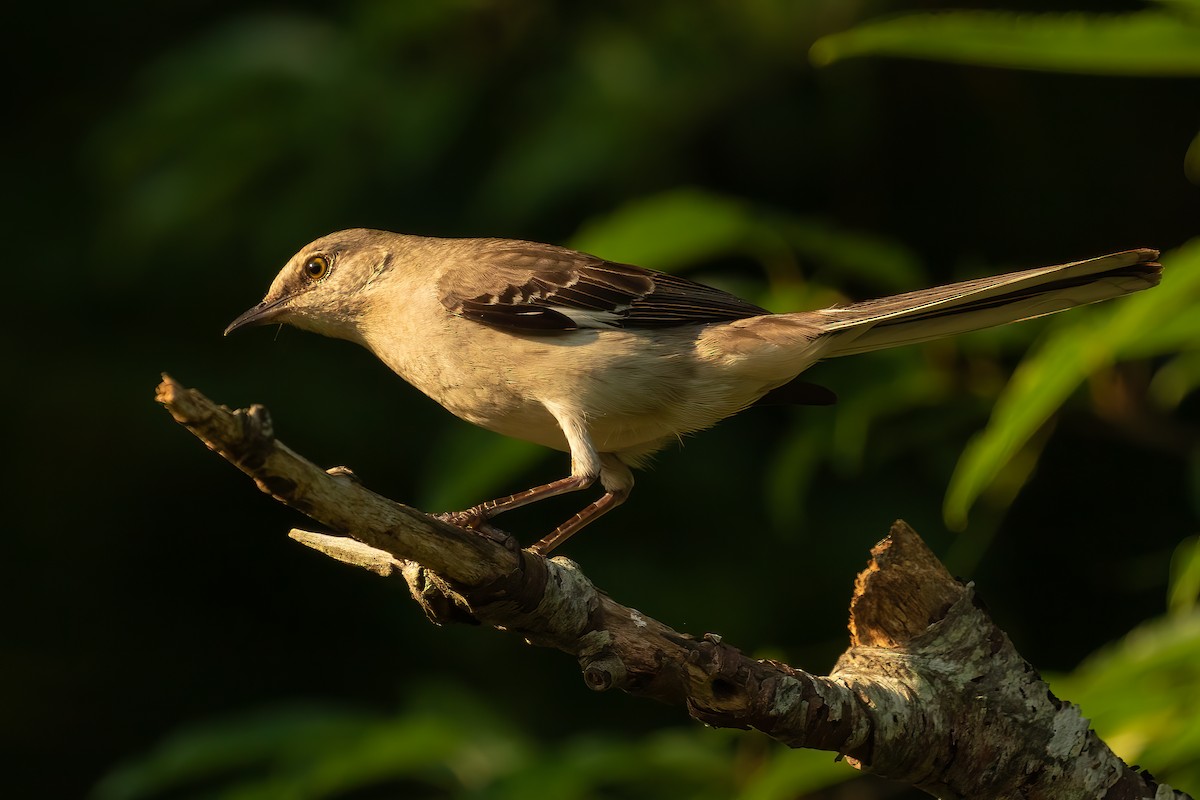 Northern Mockingbird - ML621981860