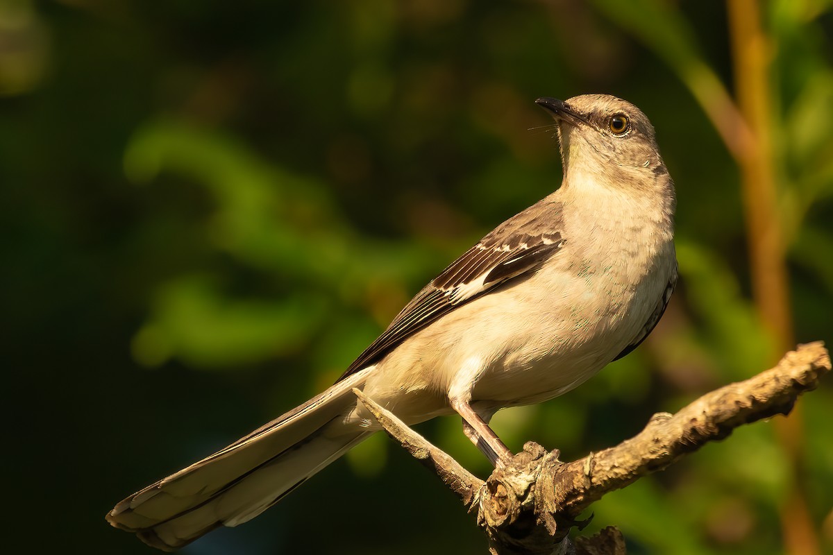 Northern Mockingbird - ML621981861