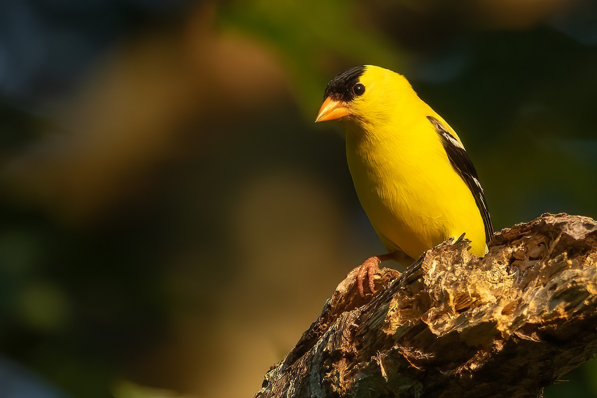 American Goldfinch - ML621981894