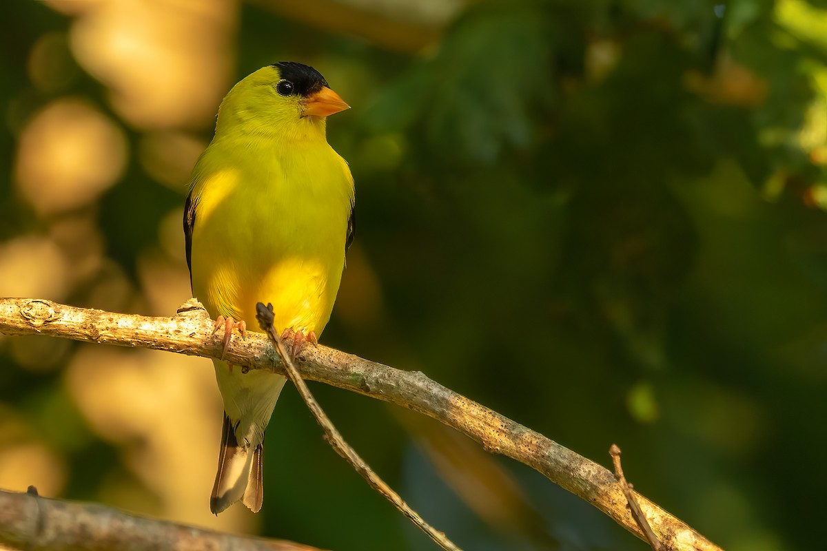 American Goldfinch - ML621981895