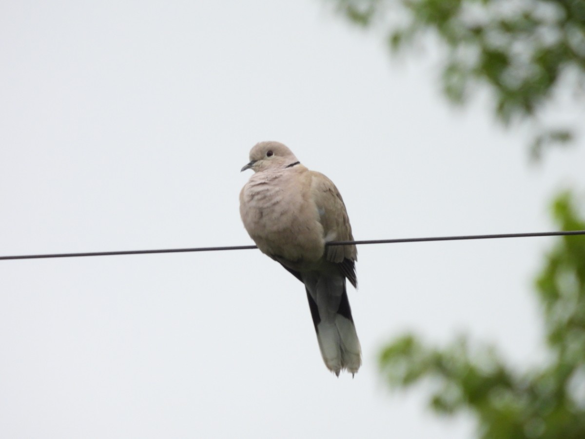 Eurasian Collared-Dove - ML621981905