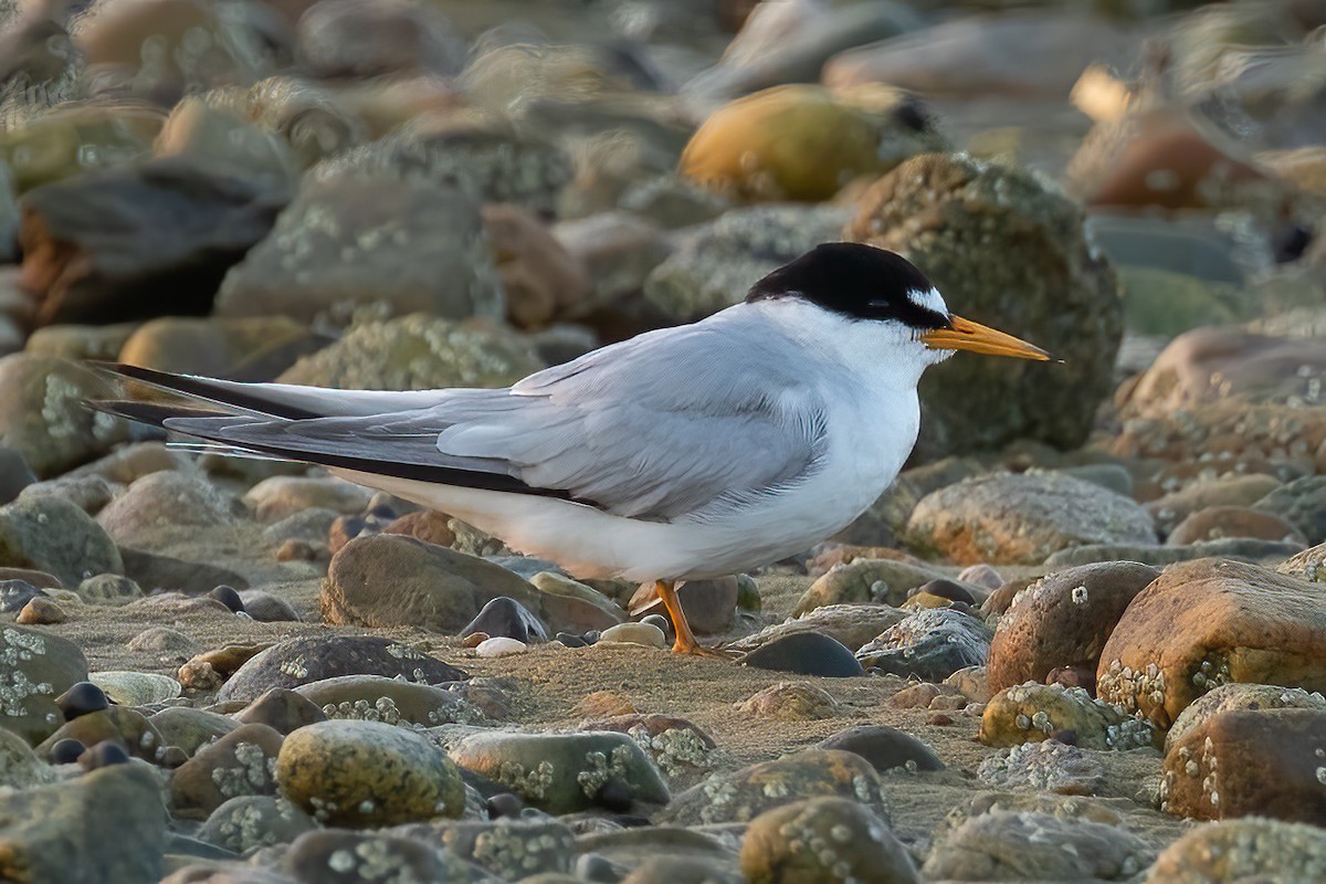 Least Tern - ML621981943