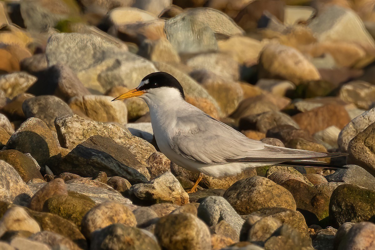 Least Tern - ML621981944