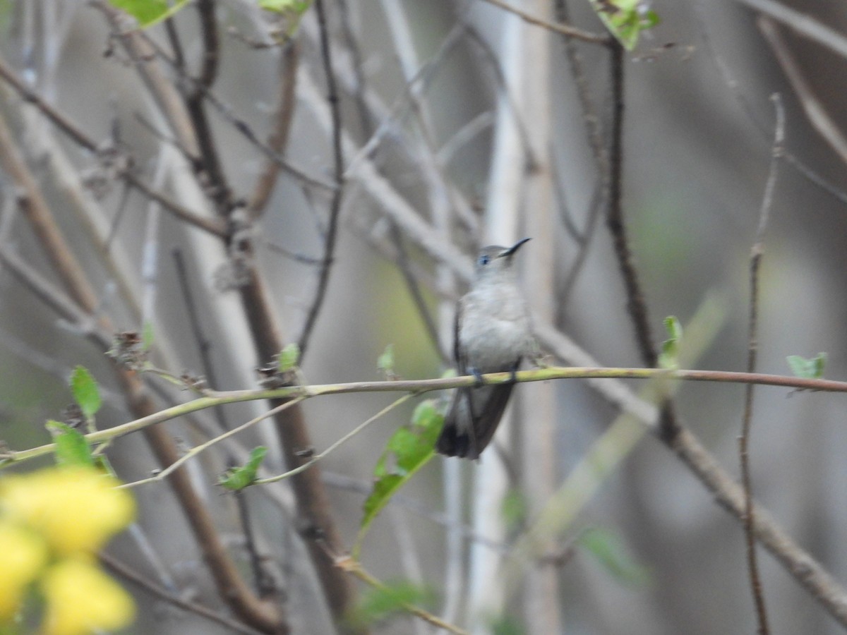 Colibrí de Tumbes - ML621981958