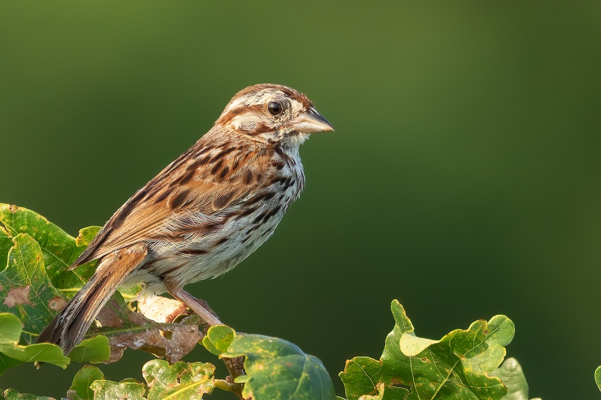 Song Sparrow - ML621981978