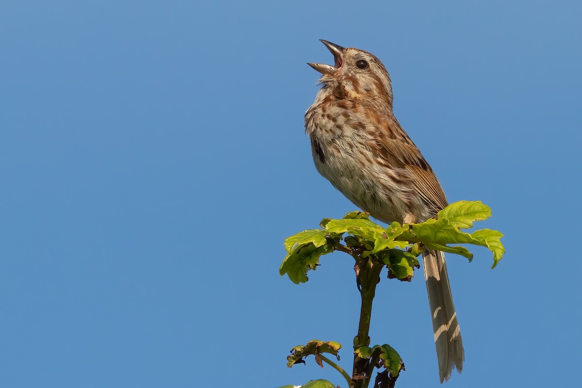 Song Sparrow - ML621981979