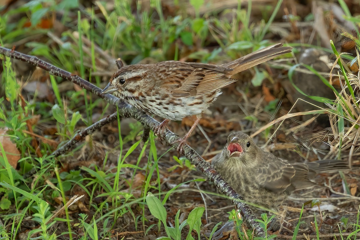 Song Sparrow - ML621981980