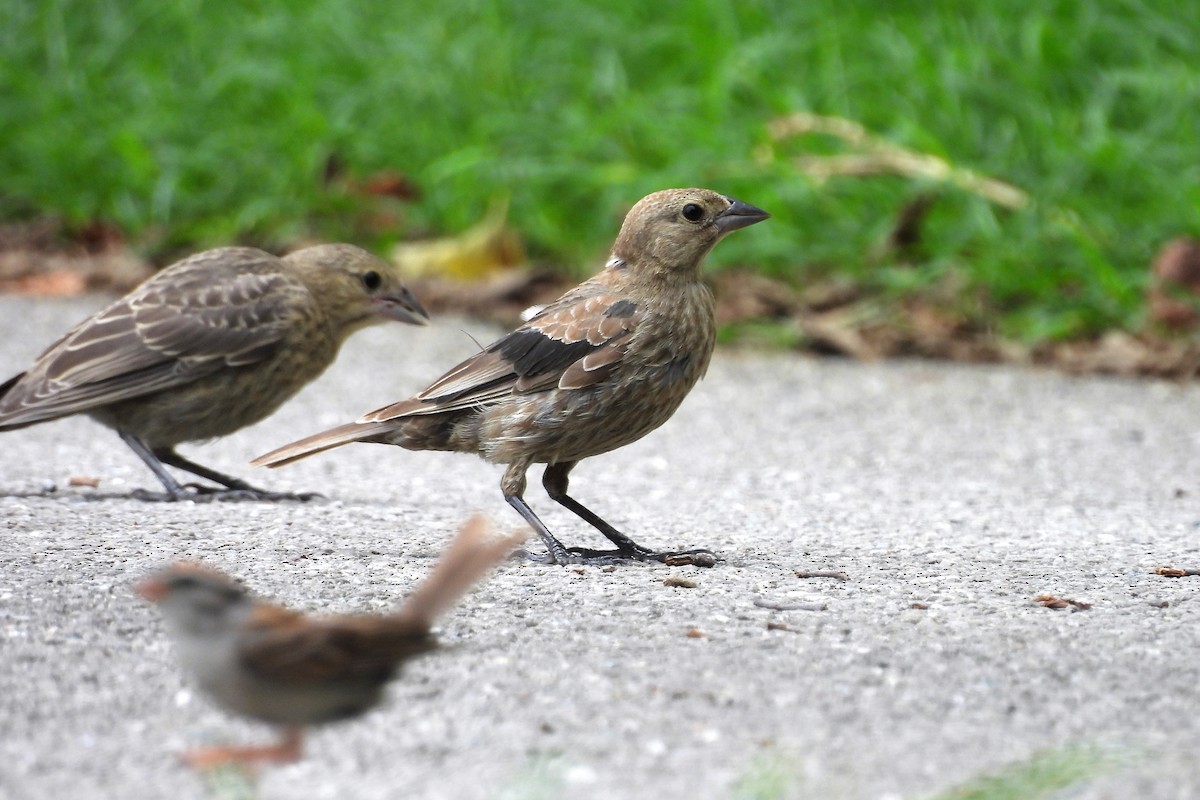 Brown-headed Cowbird - S. K.  Jones