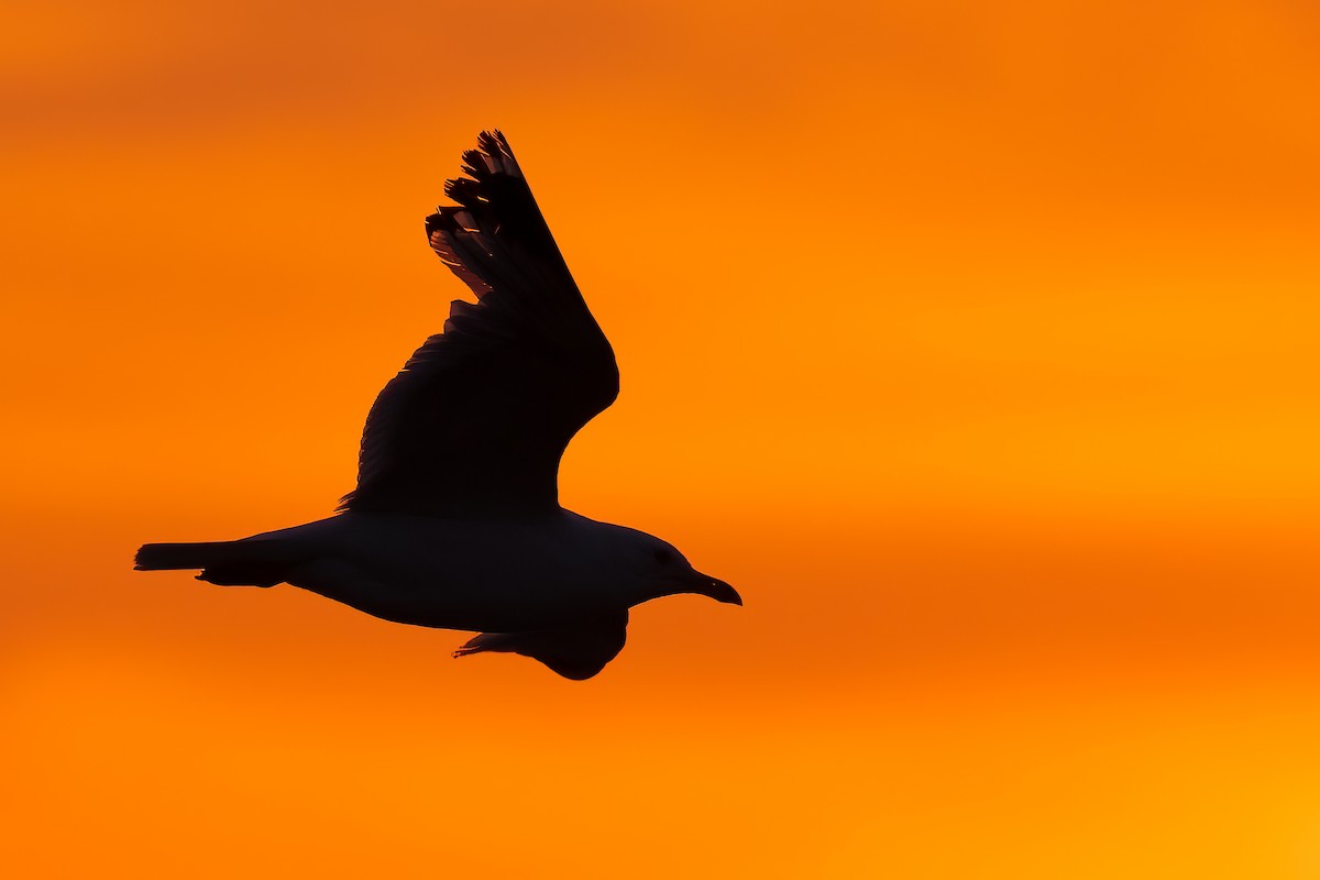 Ring-billed Gull - ML621981992