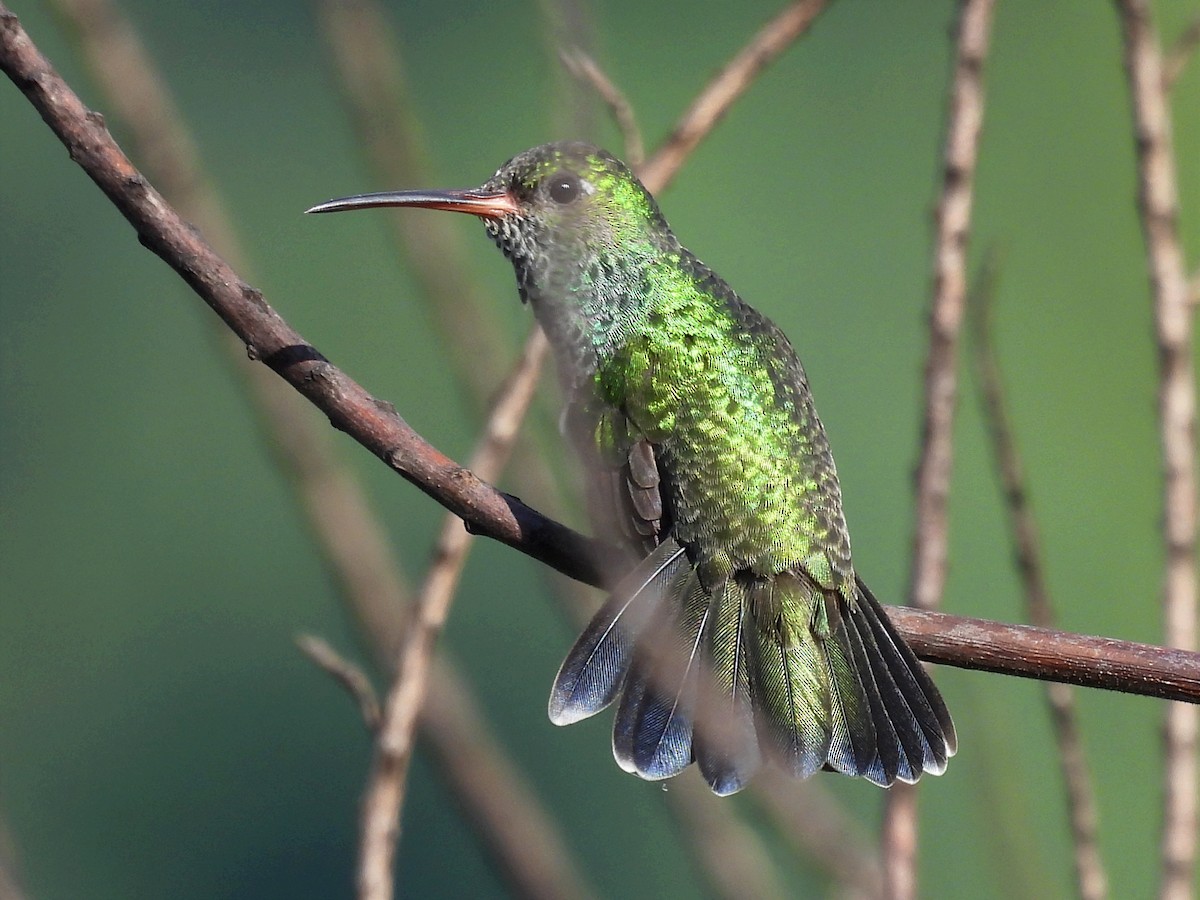 Glittering-throated Emerald - ML621982071