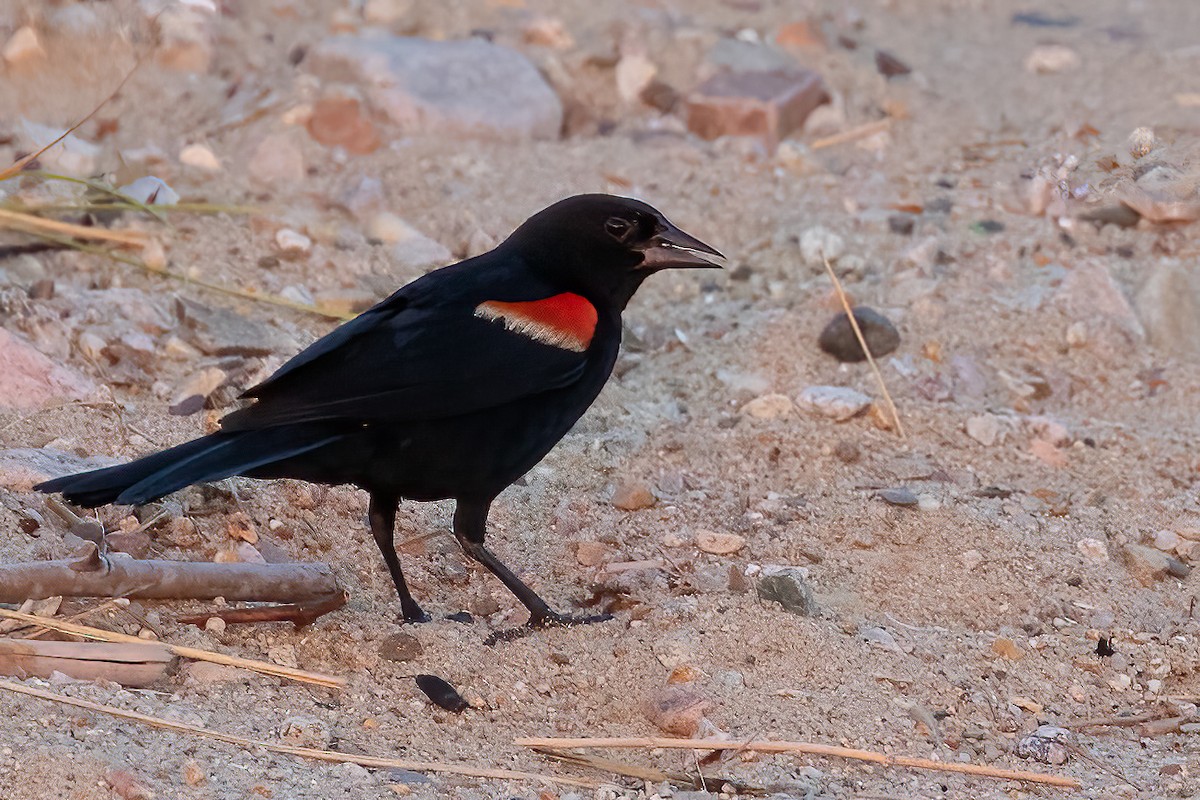 Red-winged Blackbird - ML621982081