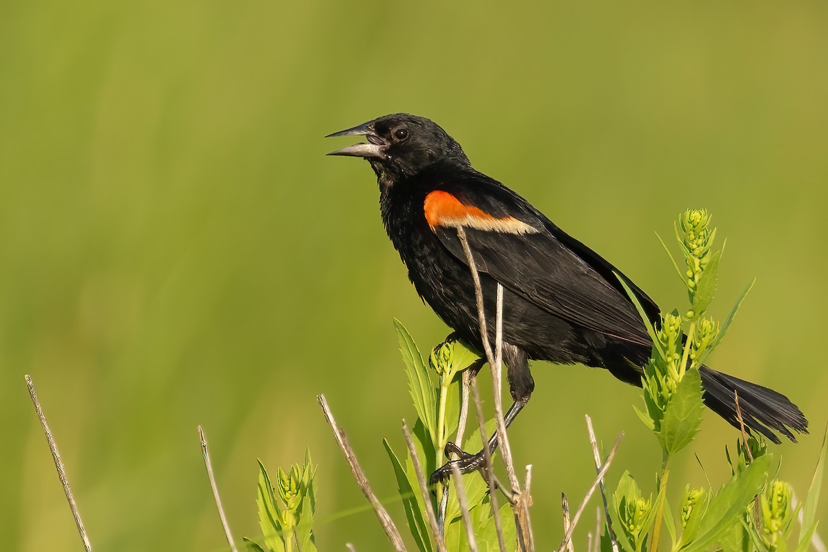 Red-winged Blackbird - Sergio Porto