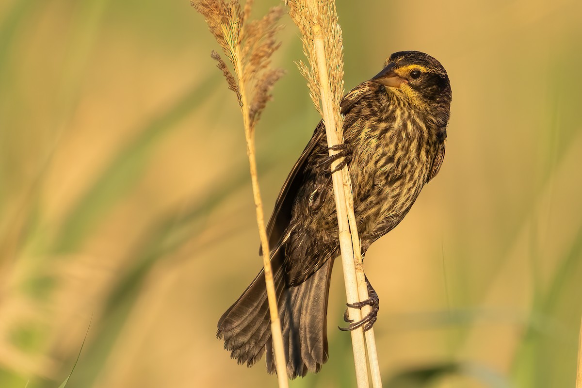 Red-winged Blackbird - ML621982083