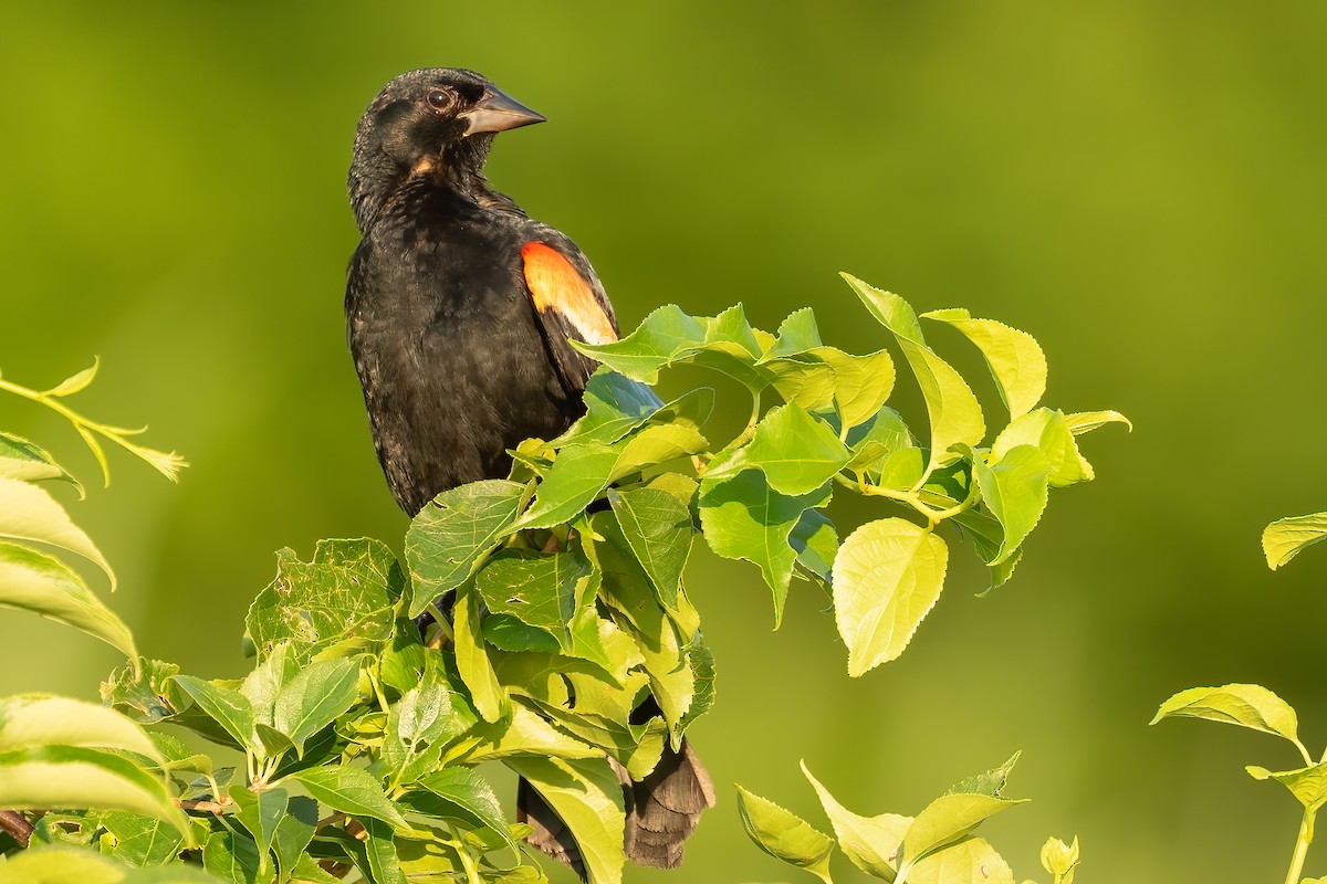 Red-winged Blackbird - ML621982084