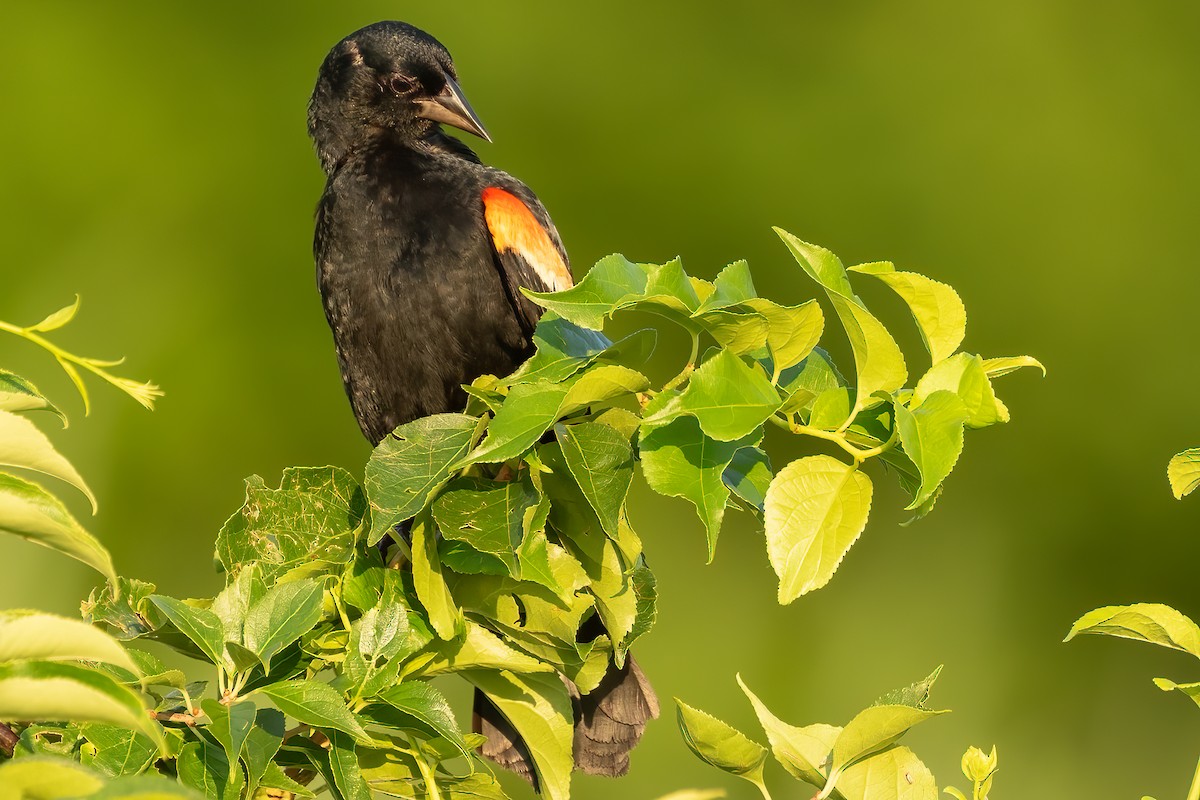 Red-winged Blackbird - ML621982085