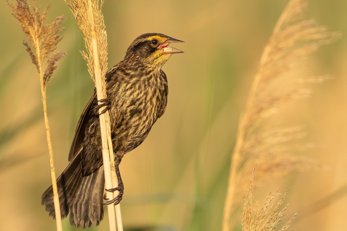 Red-winged Blackbird - Sergio Porto