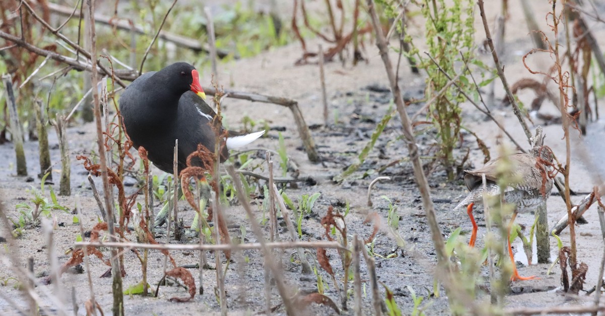 Eurasian Moorhen - ML621982108