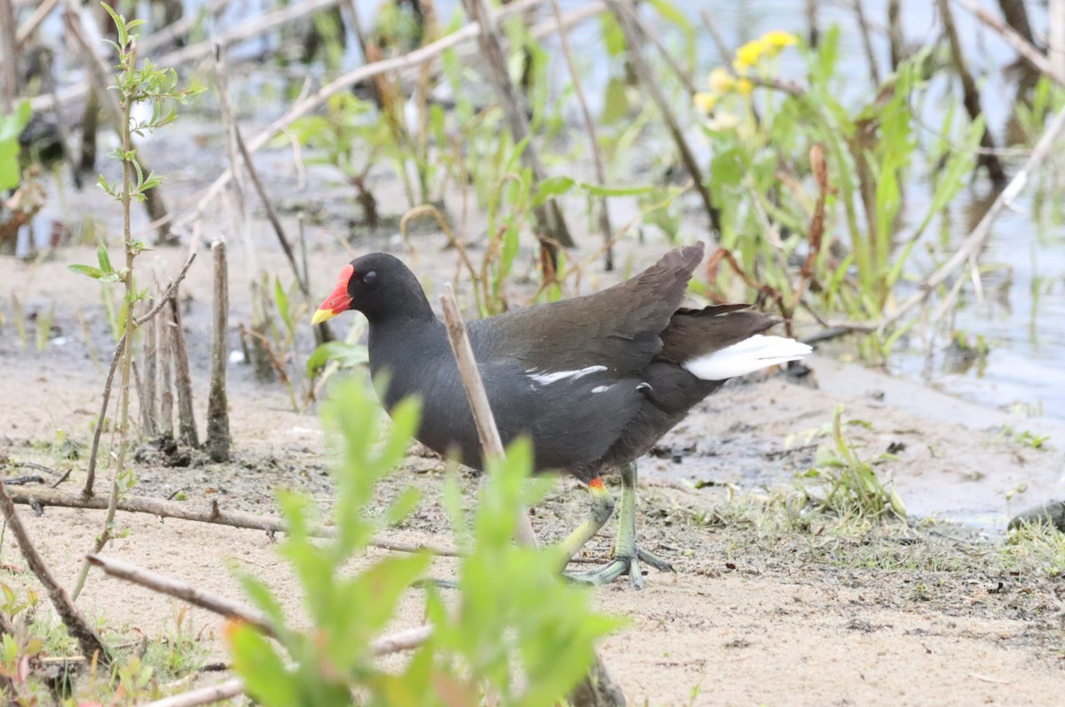 Eurasian Moorhen - ML621982109