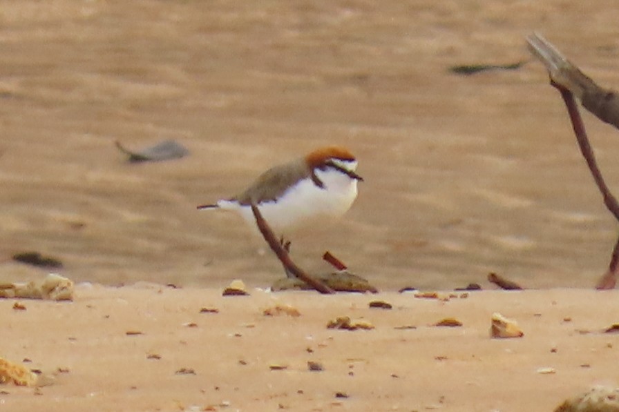 Red-capped Plover - ML621982139