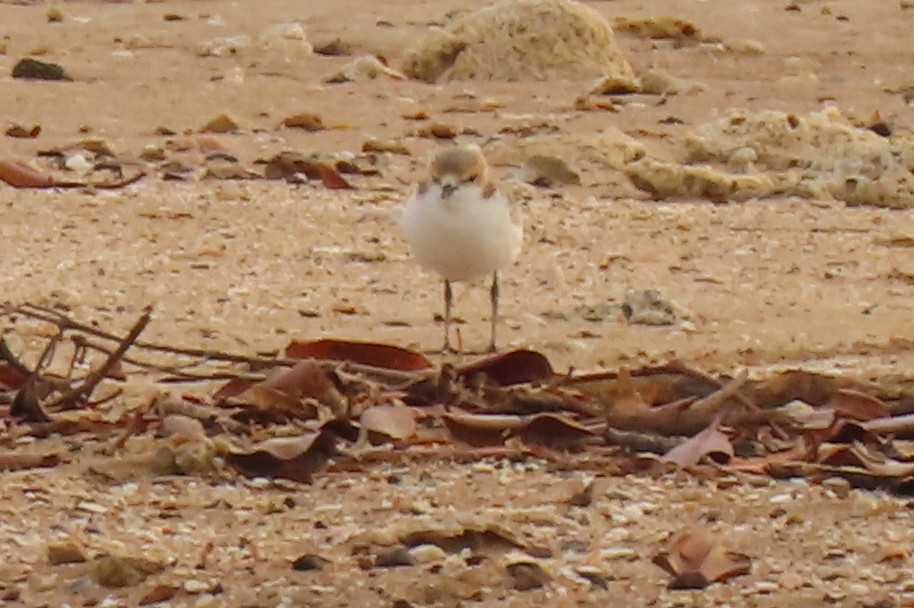 Red-capped Plover - Becky Marvil