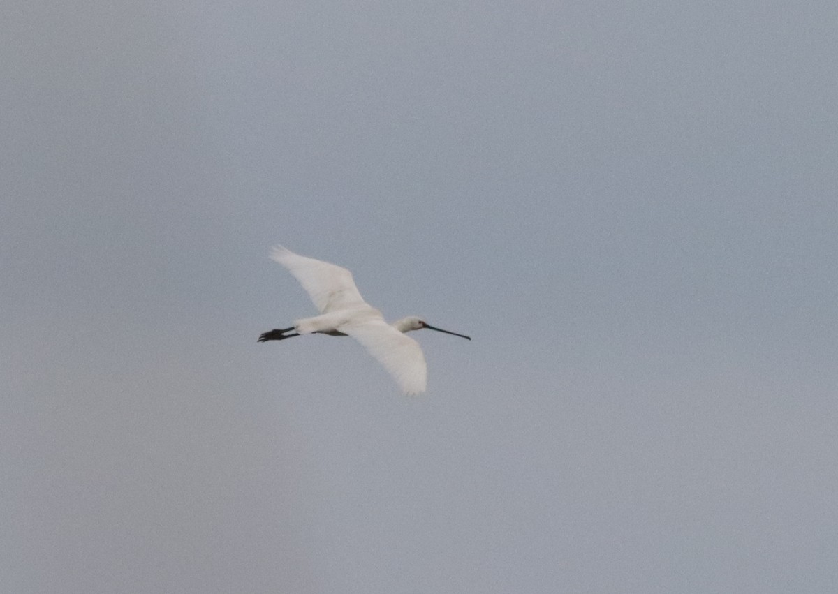 Eurasian Spoonbill - ML621982162