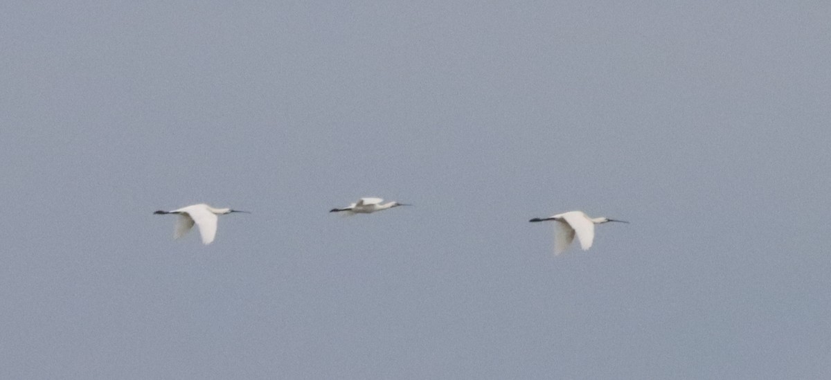 Eurasian Spoonbill - ML621982163