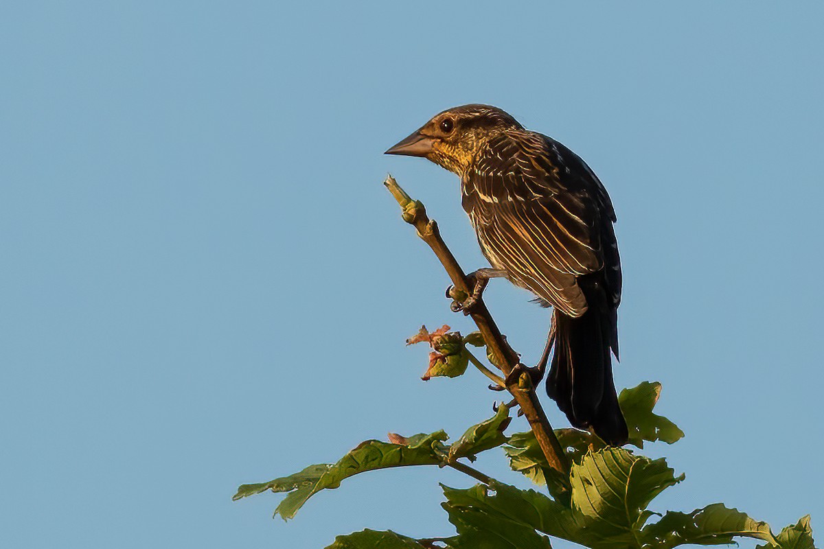 Red-winged Blackbird - ML621982176