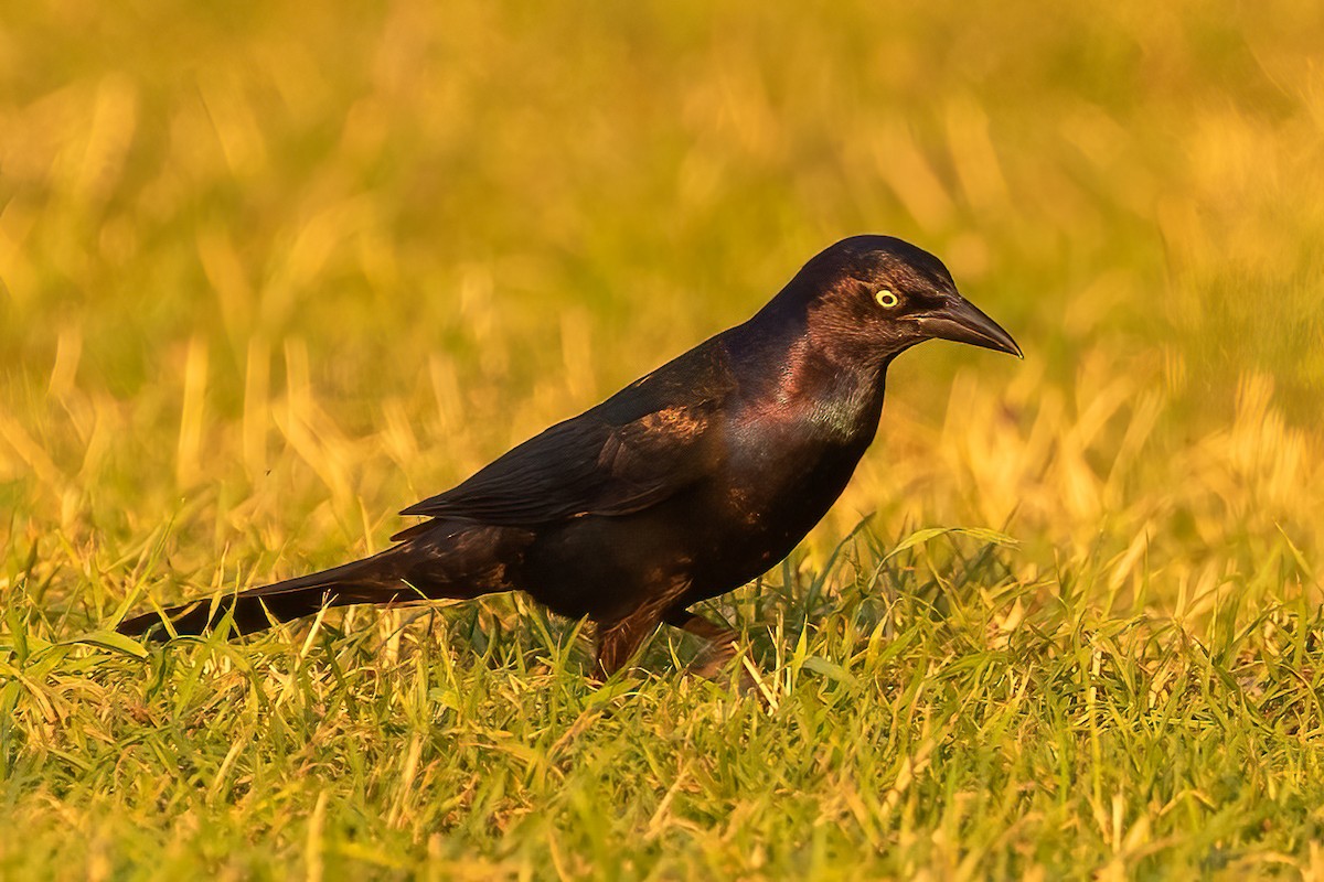 Common Grackle - ML621982210