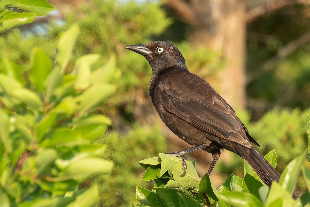 Common Grackle - ML621982211