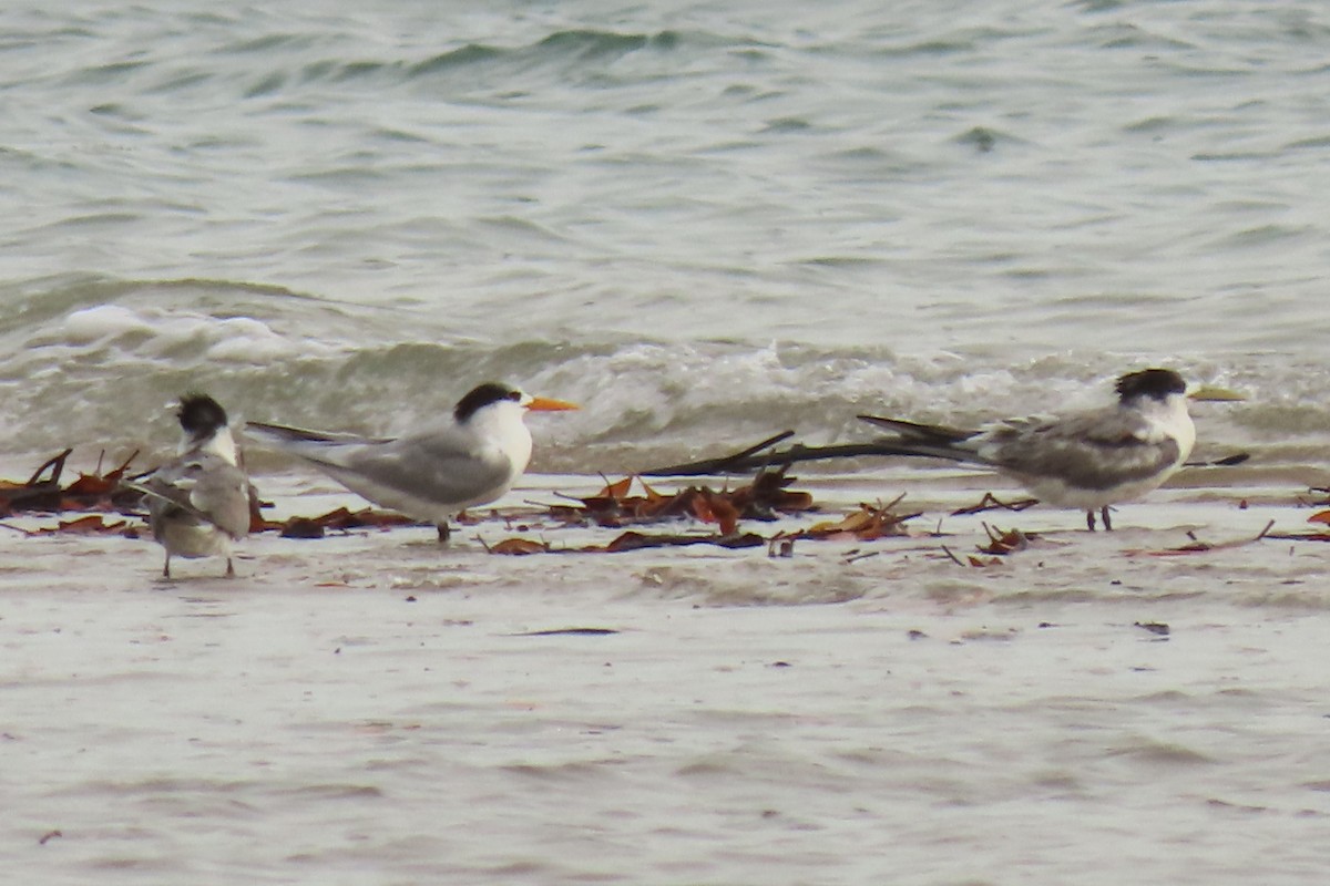 Lesser Crested Tern - ML621982213
