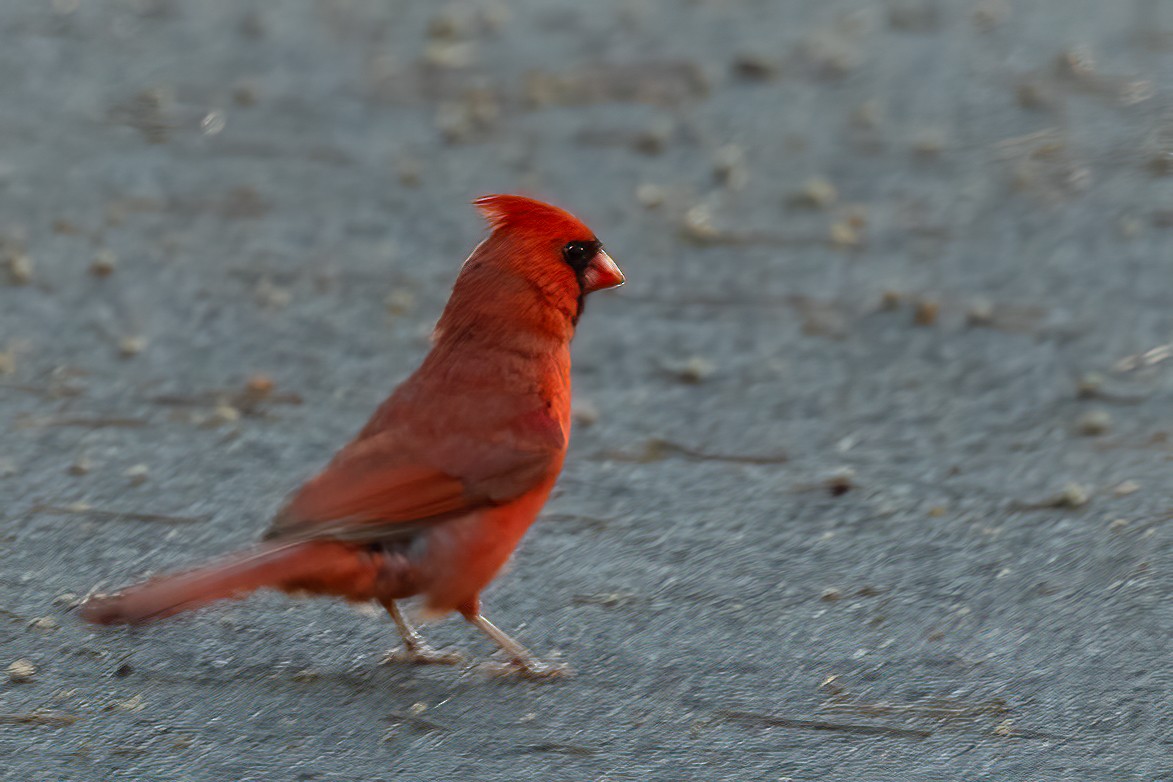 Northern Cardinal - ML621982223