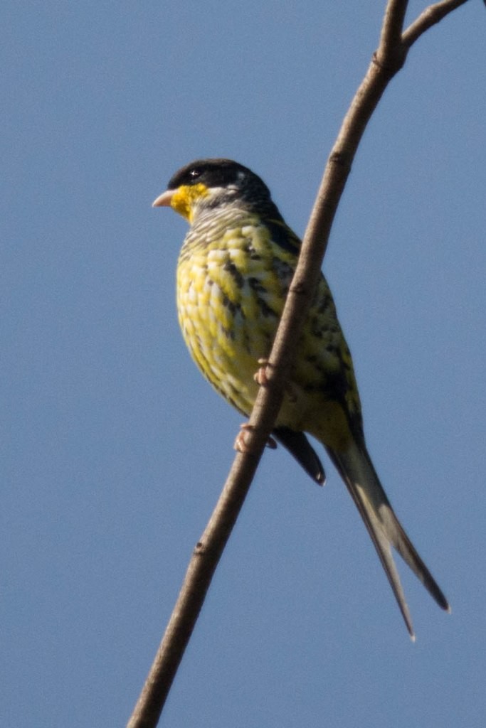 Swallow-tailed Cotinga - ML621982226