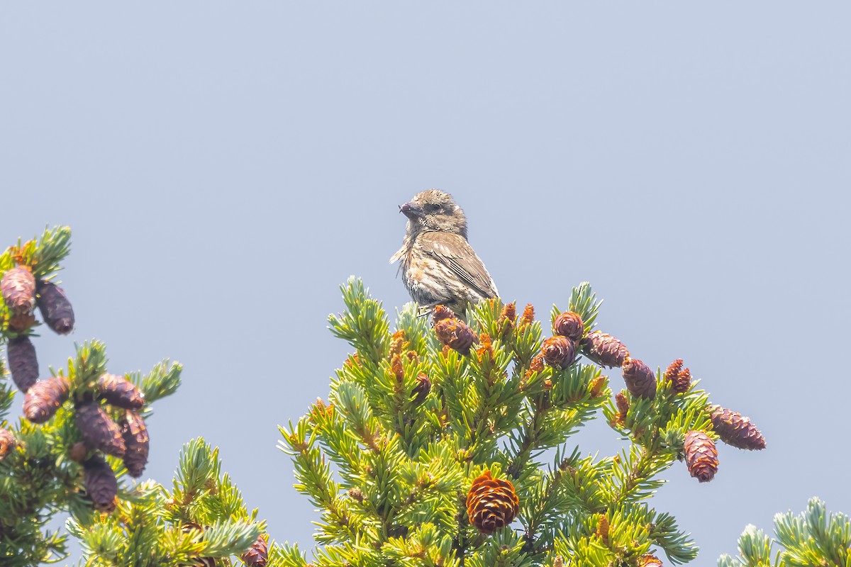 Bec-croisé des sapins - ML621982296