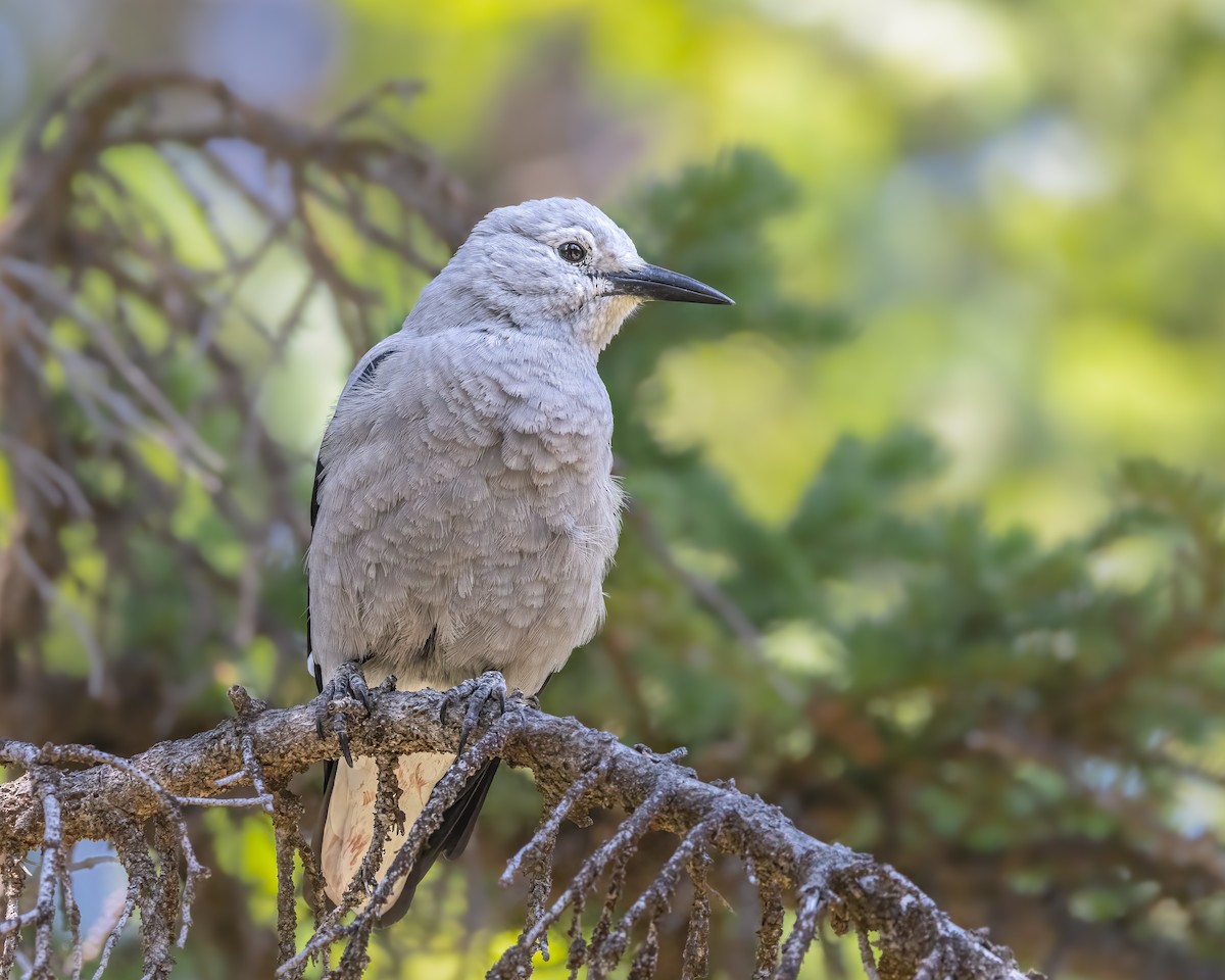 Clark's Nutcracker - ML621982310