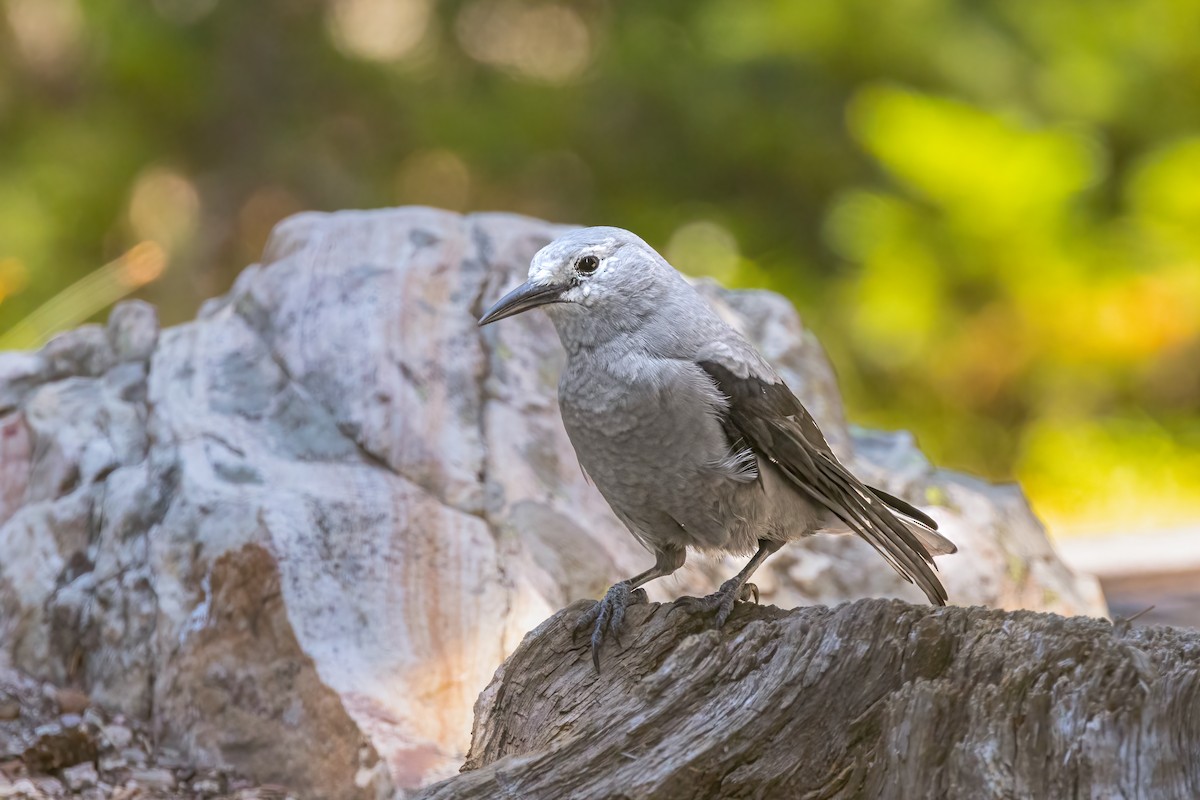 Clark's Nutcracker - ML621982311