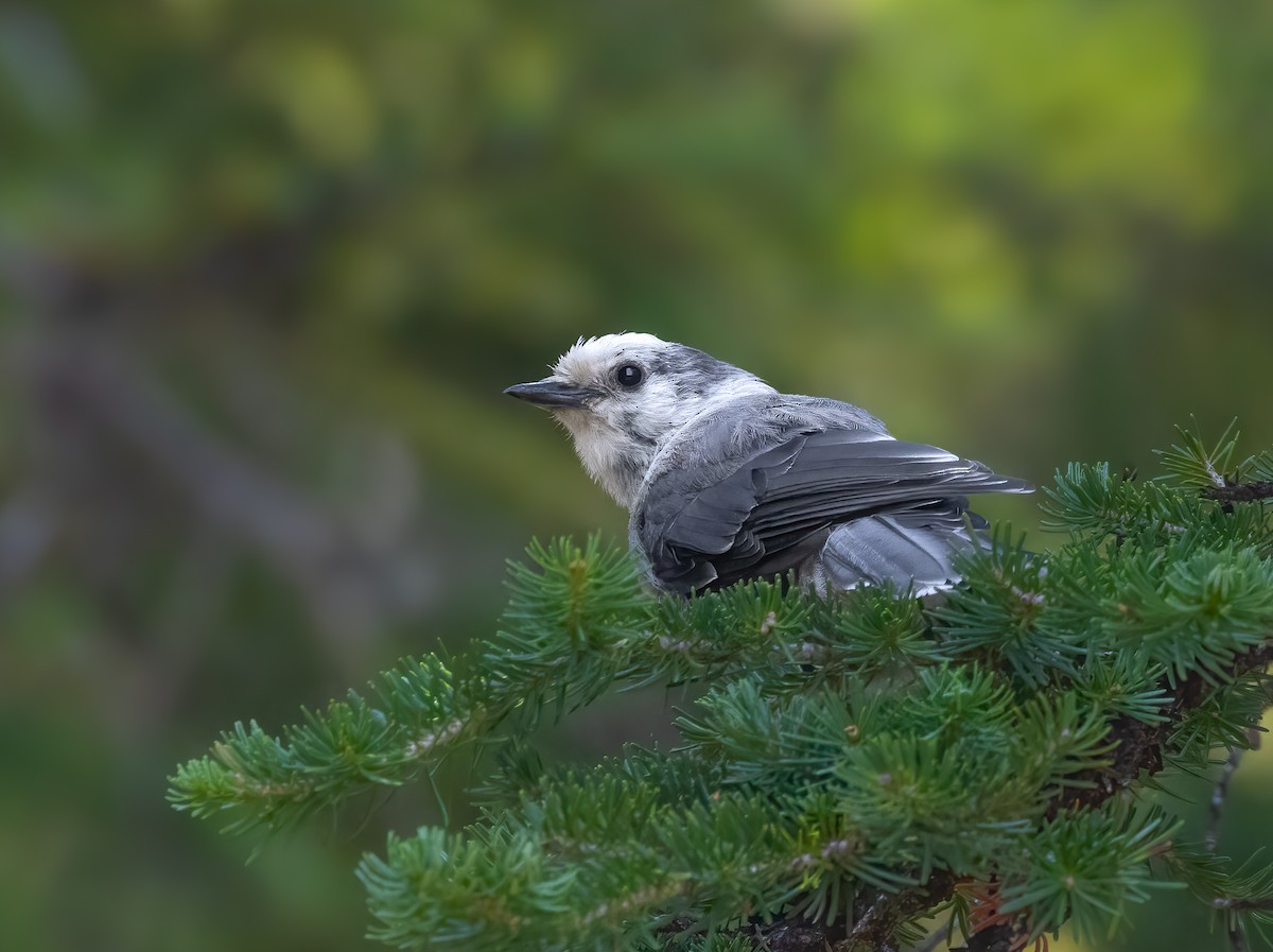 Canada Jay - ML621982316