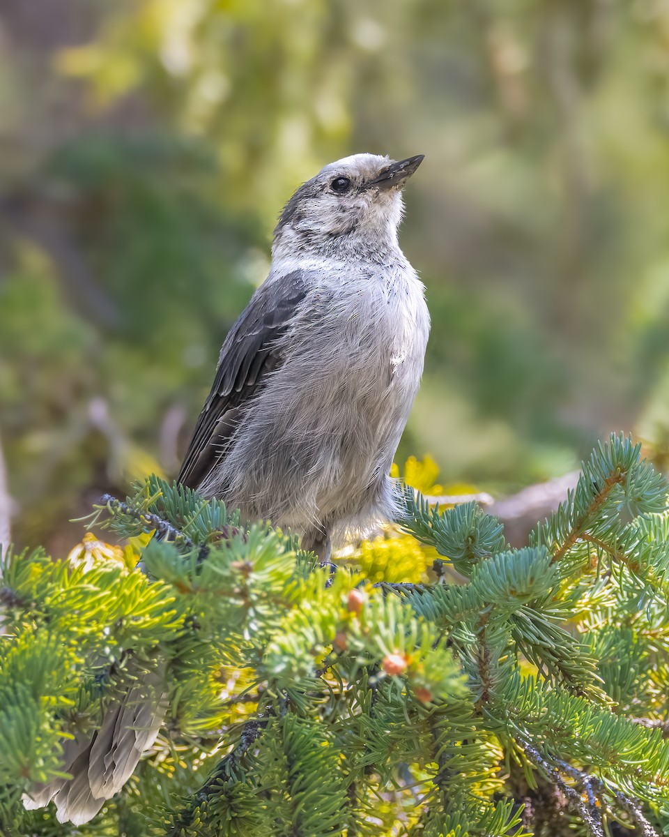 Canada Jay - ML621982318