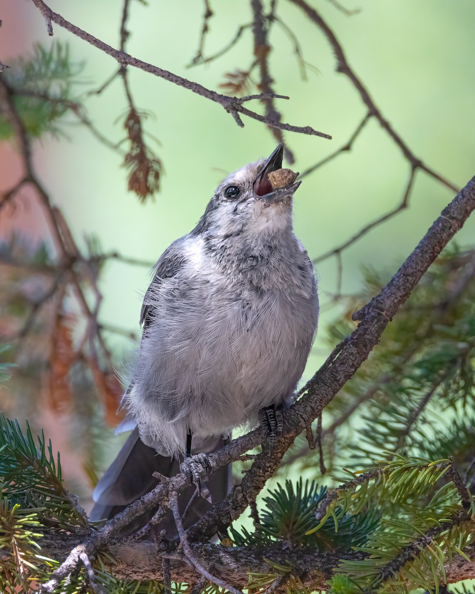 Canada Jay - ML621982319