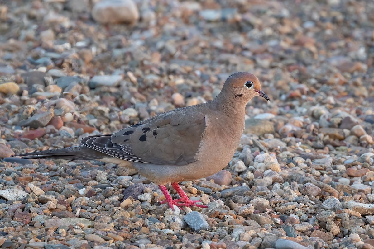 Mourning Dove - ML621982328