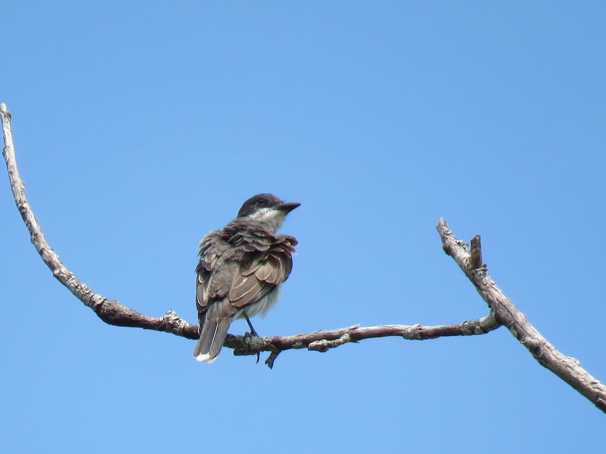 eBird Checklist - 29 Jul 2024 - Widgeon Point Preserve - 17 species