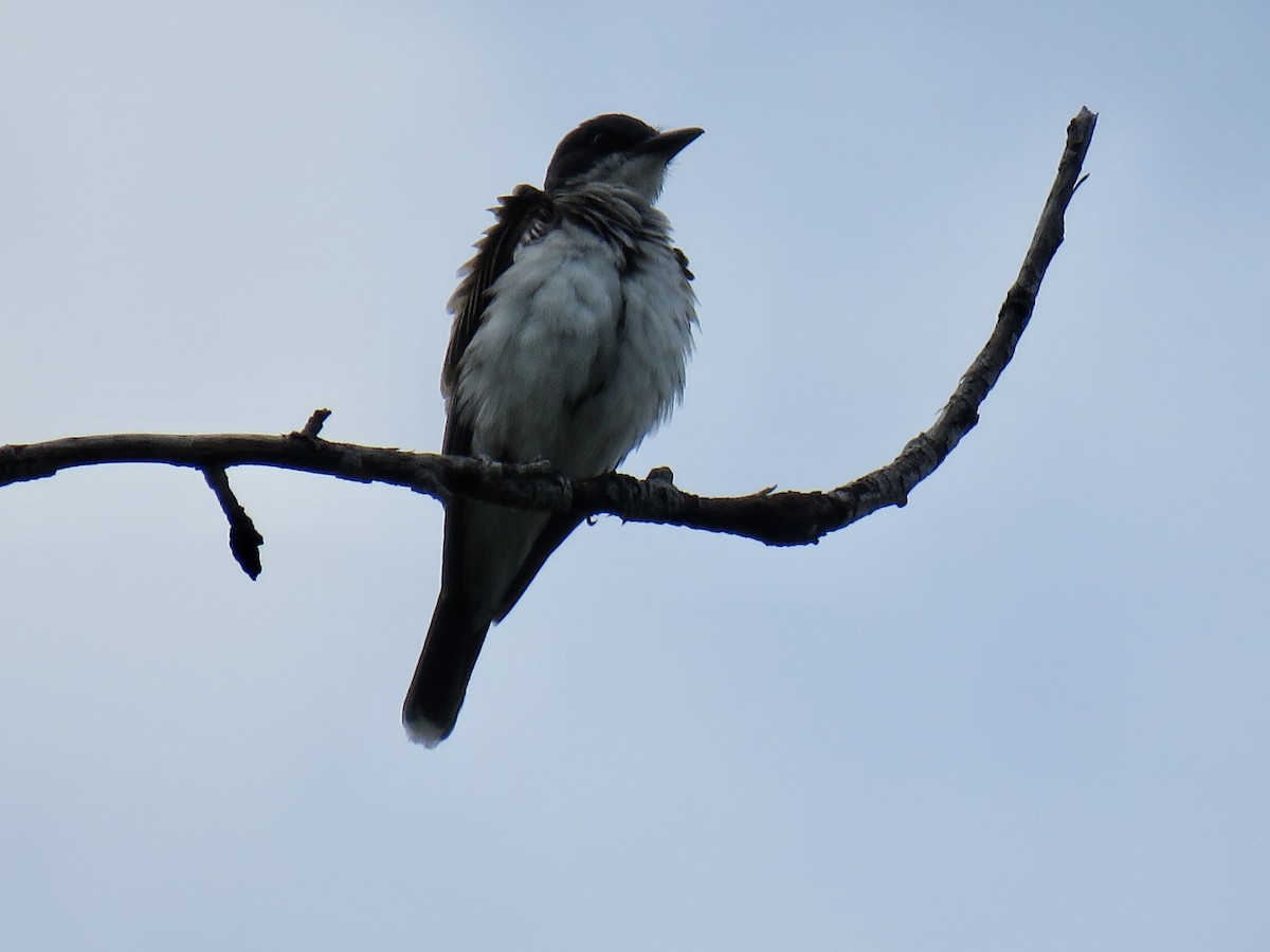 Eastern Kingbird - ML621982343