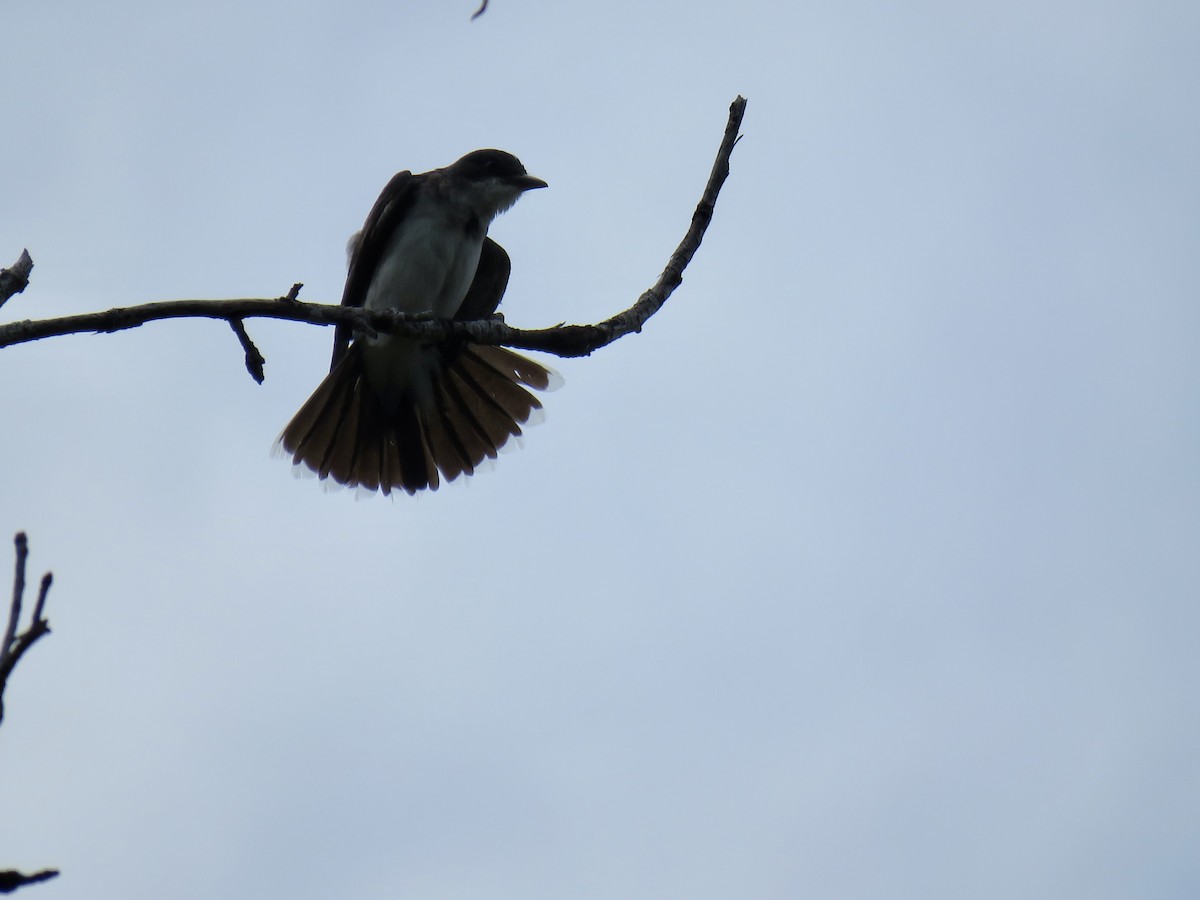 Eastern Kingbird - ML621982345