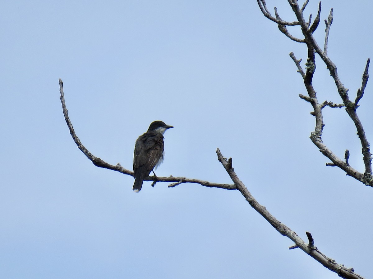 Eastern Kingbird - Steven Guy